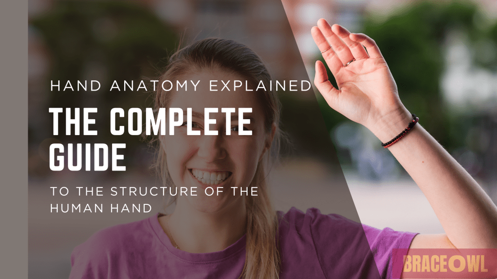 Hand Anatomy Explained: A Complete Guide to the Structure of the Human Hand